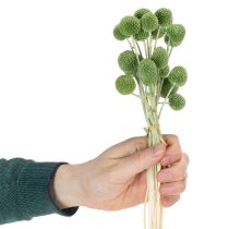 položky Sušené kvetinové guľôčky z kraspedie pre štýlové jesenné dekorácie, 55 cm, 20 kusov