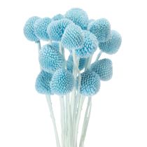 položky Dekorácia zo sušených kvetov Craspedia do vázy, minimalistický štýl, dlhotrvajúca letná dekorácia, 55 cm, 20 kusov