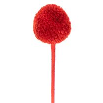 položky Sušené kvety Craspedia, farbené, s dlhými stonkami, 55 cm, 20 kusov
