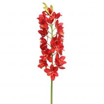 položky Orchidea Cymbidium červená 78cm