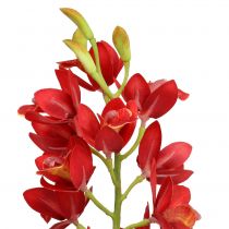 položky Orchidea Cymbidium červená 78cm