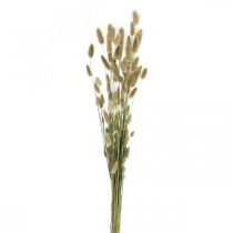 položky Lagurus sušený, Lagurus sušené kvety, Lagurus prírodná tráva L30–70cm 45g