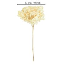 položky Dekoratívna hortenzia krémová, pravý kvet, konzervovaný Ø20cm 1 ks