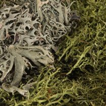 Článok Dekoratívny mach – pravý mach a lišajník na kvetinové aranžmány 250g