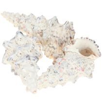 položky Ozdobné ulity slimákov čiernobiele, ulita prírodná dekorácia 1kg