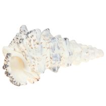 položky Ozdobné ulity slimákov čiernobiele, ulita prírodná dekorácia 1kg