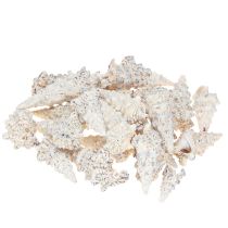 položky Ozdobné ulity slimákov čiernobiele, ulita prírodná dekorácia 1kg