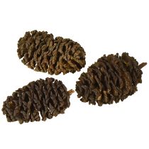 položky Dekoratívne šišky z jelšového dreva prírodné na zdobenie 3-4 cm 200 g