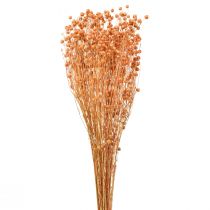 položky Deco ľan sušené sušené kvety marhuľa natural 80g