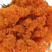 položky Dekoratívny mach pomaranč Pravý mach na remeslá sušený, farbený 500g