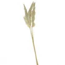Dekoračná pampová tráva krémová suchá tráva bielená 95cm 3ks