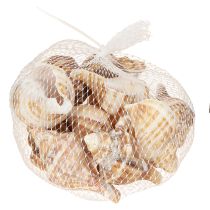 položky Mušle ozdobné krémovo hnedé pruhované 3cm–8cm 300g