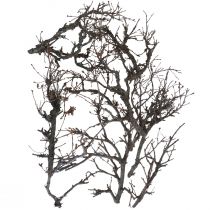 položky Deko vetvičky bonsajové drevené deko vetvičky 15-30cm 650g