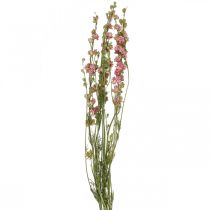 položky Sušený kvet delphinium, Delphinium pink, suché kvetinárstvo L64cm 25g