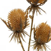 položky Bodliakový konár Hnedá umelá rastlina jesenná dekorácia 38 cm Umelá rastlina ako skutočná vec!