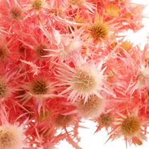 položky Sušená deko vetvička z bodliaka Dusty ružové sušené kvety 100g