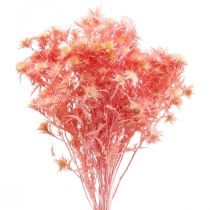 položky Sušená deko vetvička z bodliaka Dusty ružové sušené kvety 100g