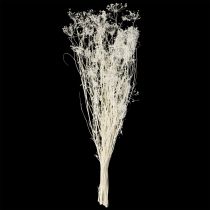 položky Sušené kvety Umbellifera (Umbellifera) biele 70-80 cm 150 g