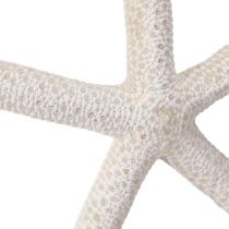 položky Pravá hviezdica prírodná dekorácia námorná Ø16–20cm 10 ks