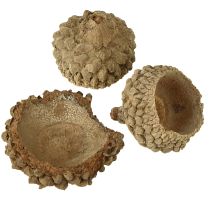 položky Žaluďové čiapky, prírodné dekoratívne žalude na tvorenie 1,5 cm 200 g