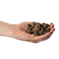Článok Prírodné žaluďové čiapky, dekoratívne misky na jeseň a advent, 2 cm, 300 g