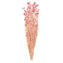 položky Dekorácia jahodový bodliak staroružové sušené kvety ružové 50cm 100g