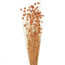 položky Jahodový bodliak sušené kvety bodliak dekorácia terakota 68cm 85g