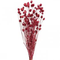 položky Sušené kvety Pestrec červený Pestrec jahodový farebný 100g