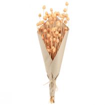 položky Jahodový bodliak suchá dekorácia bodliak v lososovej 55cm 100g