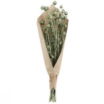 položky Jahodové bodliaky v metalickej zelenej farbe Ø1cm–2cm L55cm 100g