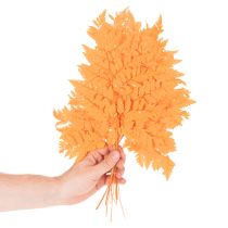 položky Sušené konzervované listy papradia na kvetinárstvo a jesennú dekoráciu, 42 cm, 10 kusov