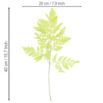 položky Paprade: Konzervovaný, vysoko kvalitný prírodný materiál pre dlhotrvajúce dekoračné projekty, 40 cm, 10 kusov