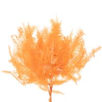 položky Konár papradia, konzervovaná papraď, sušená dekorácia na aranžmány, 60 cm, 10 kusov