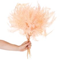 položky Sušené listy papradia, dekorácia z papradia do vázy, 60 cm, 10 kusov
