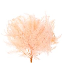 položky Sušené listy papradia, dekorácia z papradia do vázy, 60 cm, 10 kusov