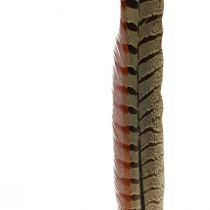 položky Dekorácia Bažant perie Pravé perie prírodné 40cm 9ks