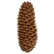 Článok Smrekové šišky prírodné 5kg borovicové šišky