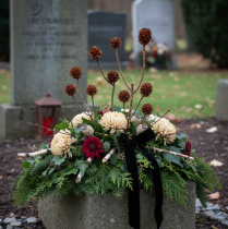 položky Sušené kvety Glabrum Leucospermum 25-40cm 25 ks