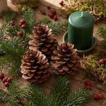 Článok Šišky prímorské (Pinus maritima), ozdobné šišky prímorskej borovice, 12-13 cm, 3 kusy