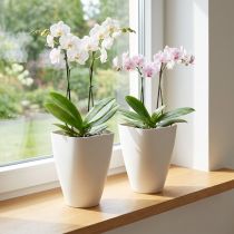 Článok Plastový kvetináč, kvetináč na orchidey, biely, výška 16,5 cm, 2 kusy