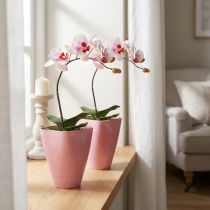 Článok Kvetináč, plastová váza, kvetináč na orchidey, ružový, výška 16,5 cm, 2 kusy