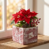 Článok Debnička na rastliny drevená ozdobná zásuvka shabby chic červená biela 12cm