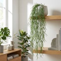 Článok Ozdobné úponky, koralový kaktus, umelý vešiak Rhipsalis Green L120cm