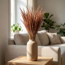 Článok Červená tráva Agrostis Suchá tráva Červená Hnedá 65cm 80g