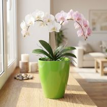 Článok Kvetináč na orchideu lesklý Ø12,5cm limetkový 1 ks