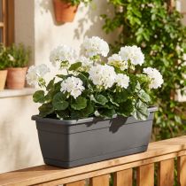 Článok Geranium ker biely 38cm