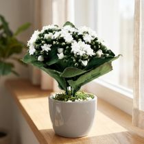 Článok Umelá Kalanchoe Flaming Käthchen White 24cm