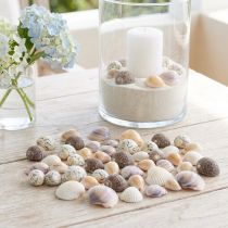 Článok Dekorácia lastúry mini kúkol slimáky ulity 1-3cm 340g