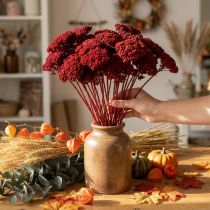 Článok Achillea 1kg vínovo červené