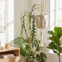 Článok Umelá pílka Leaf Cactus Epiphyllum anguliger L68cm 3 ks